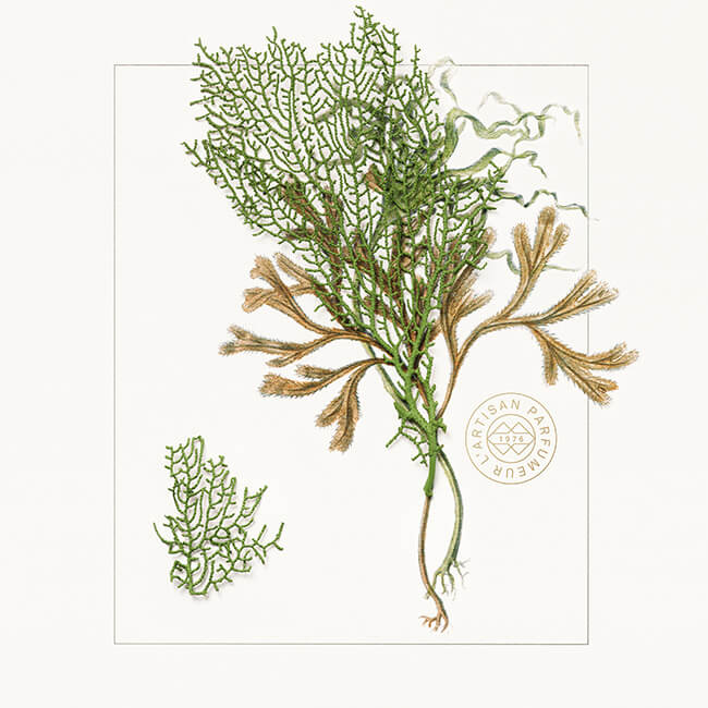 SEAWEED_INGREDIENT_IMAGE