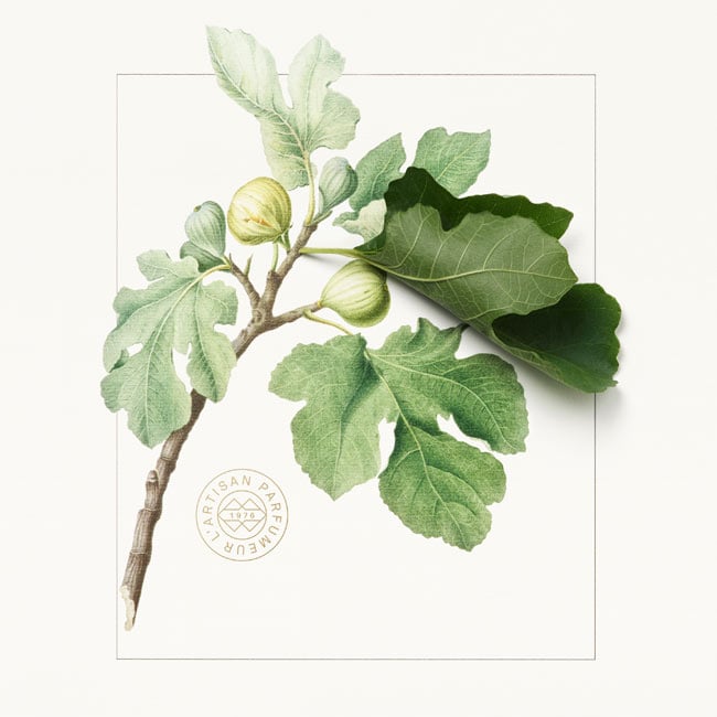 fig leaf