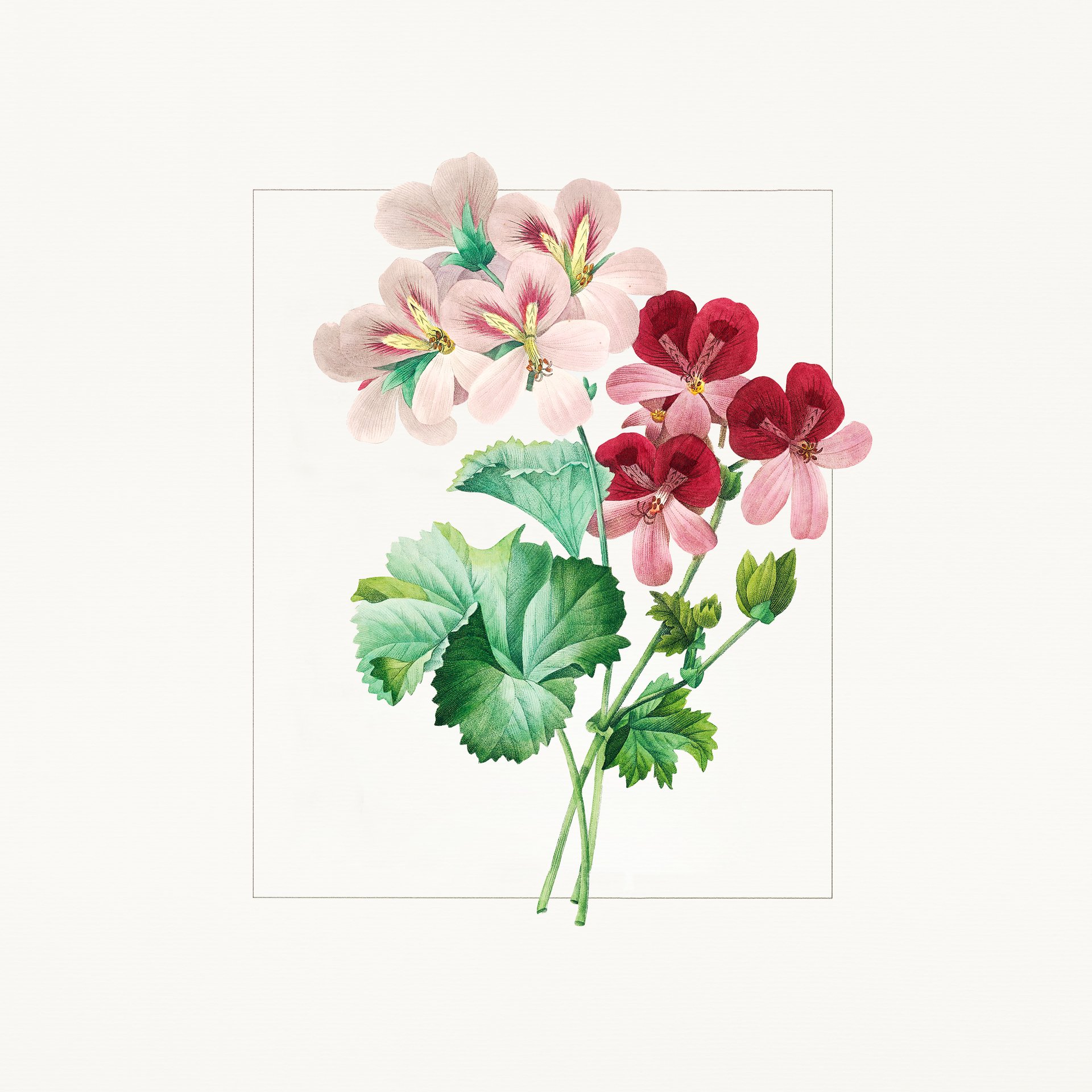 Geranium-keyingredient-EU