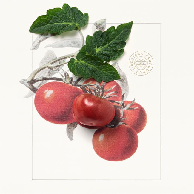 tomato leaf
