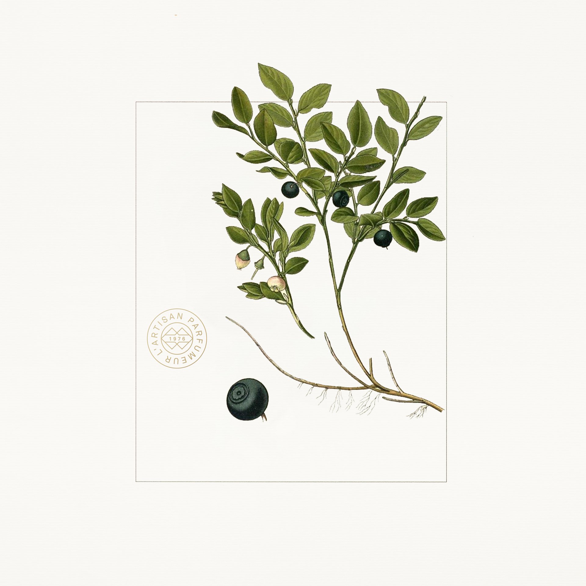 Blueberry-keyingredient