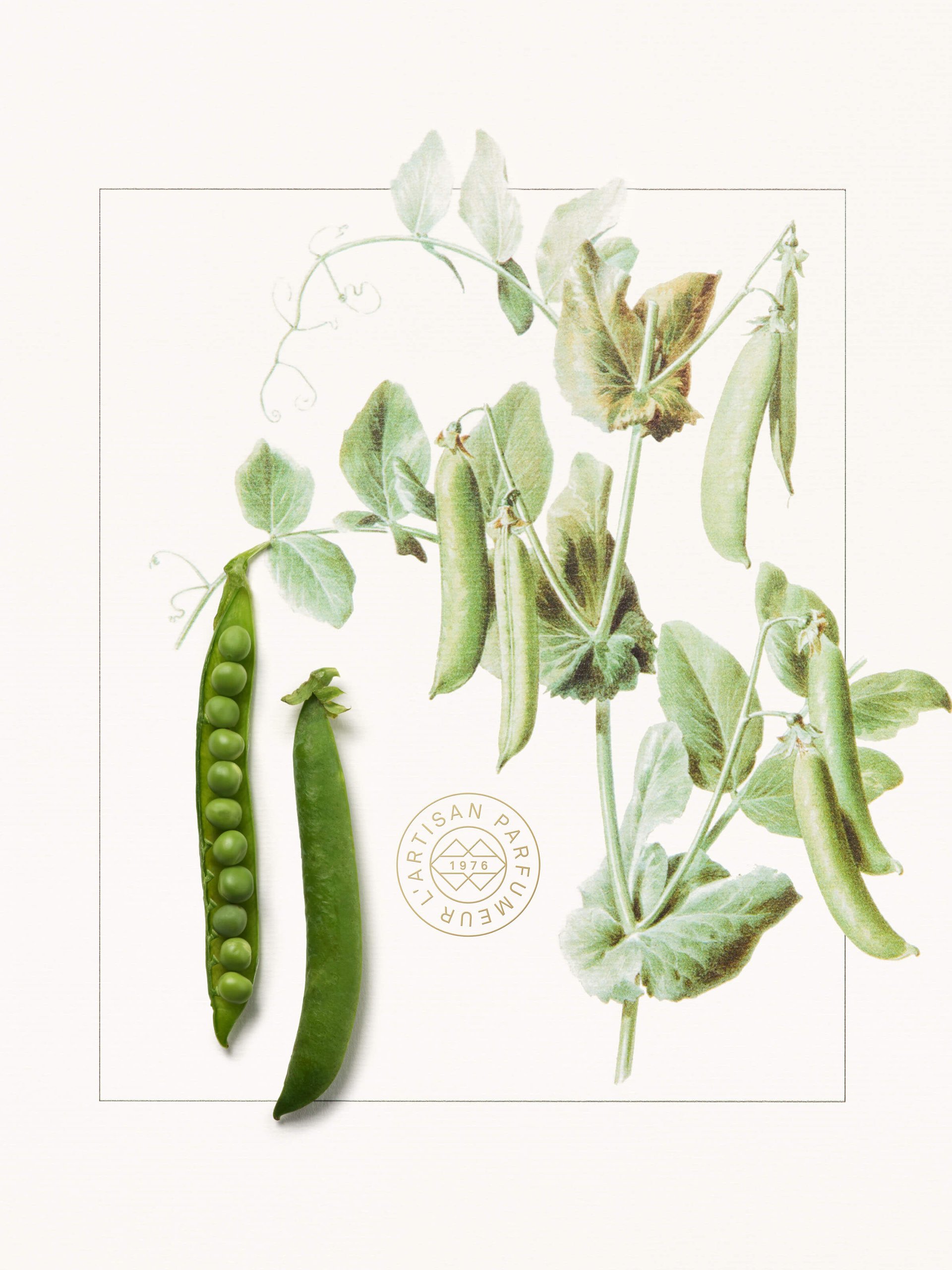 Ingredient_Le_Potager_Article_Thumbnails_2400X3200_Pea.jpg