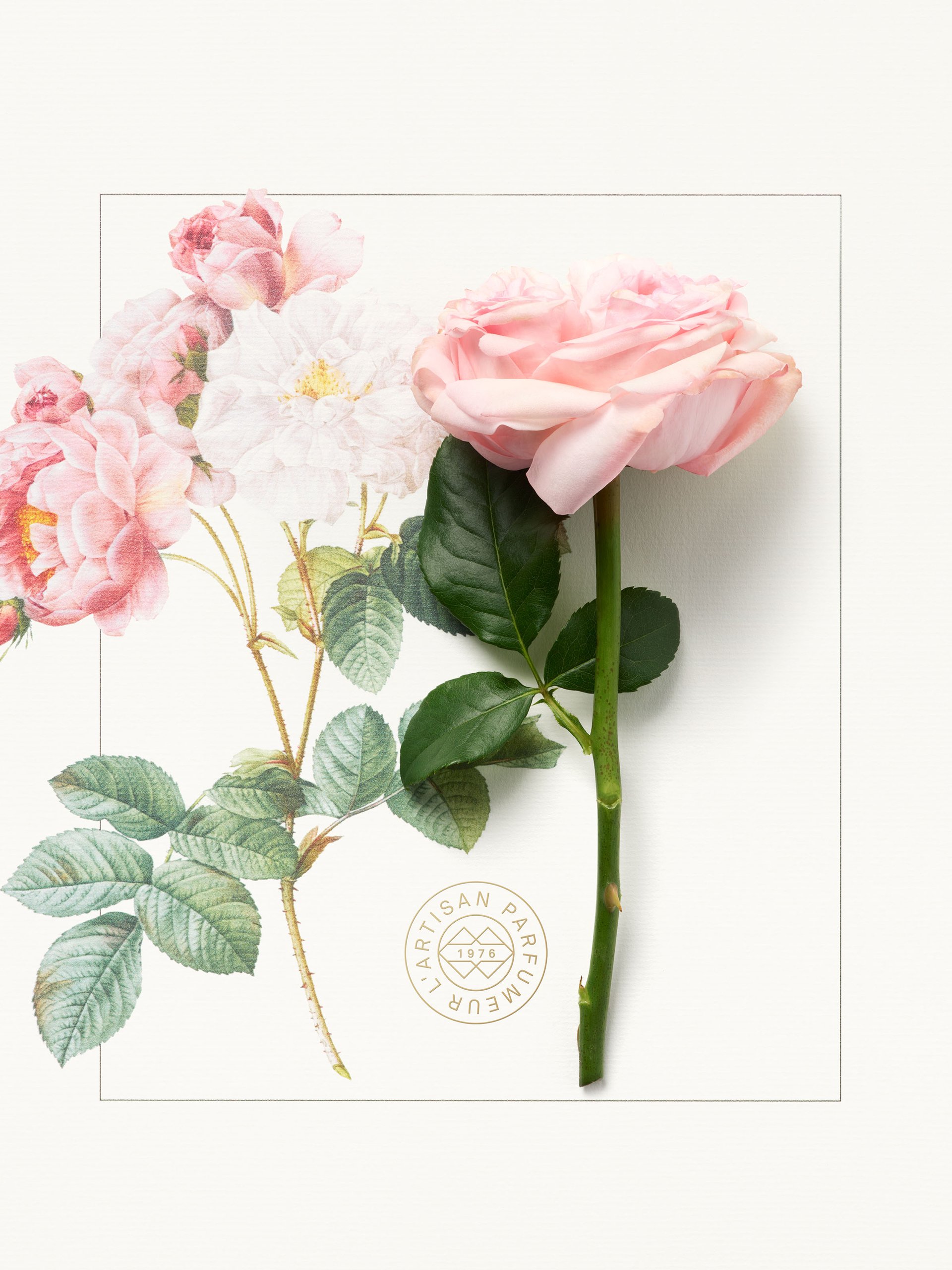 Rose ingredient