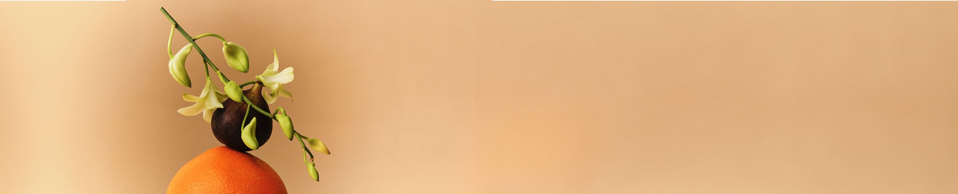 Ingredients Glossary banner