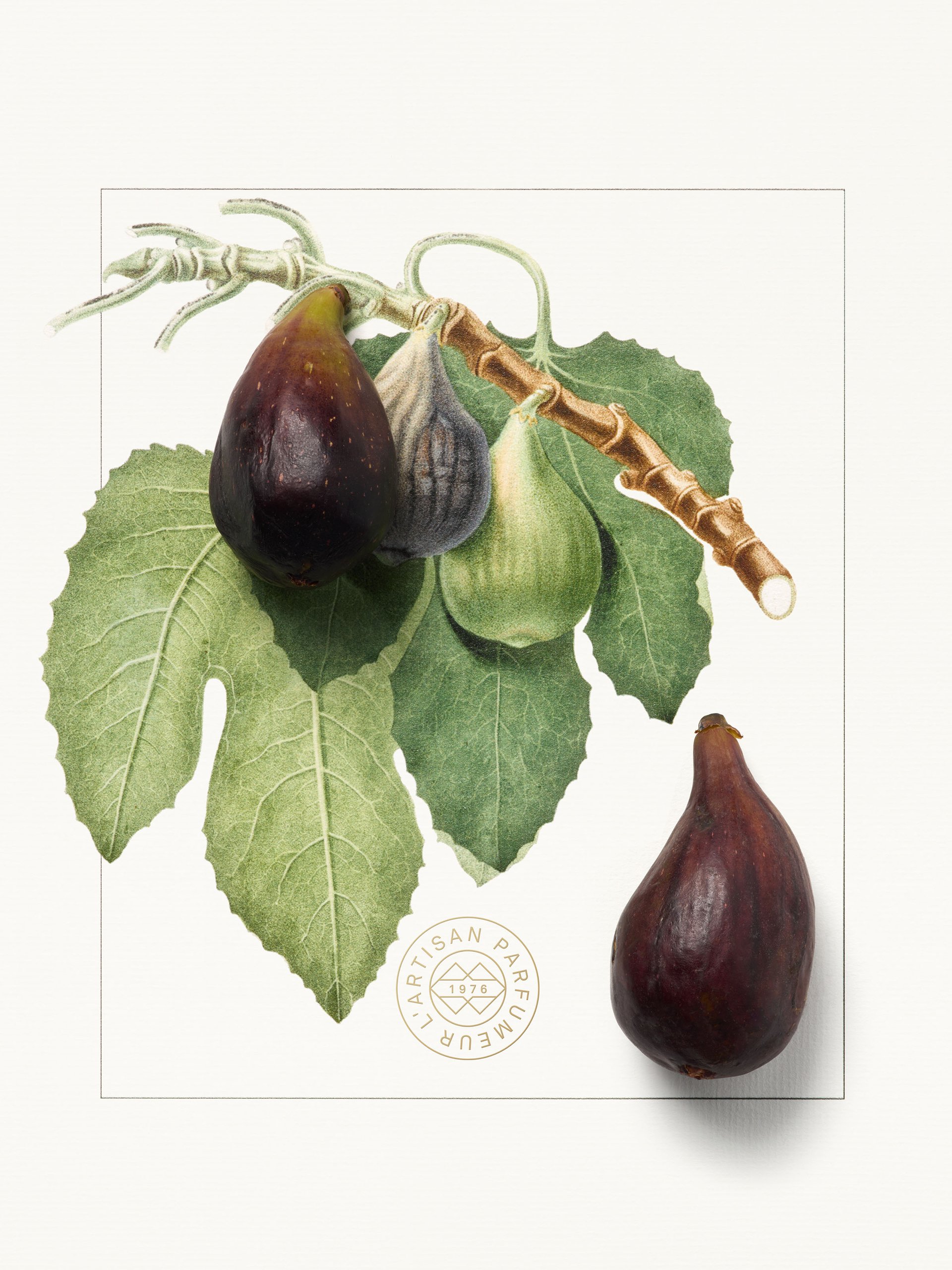 Fig Ingredient