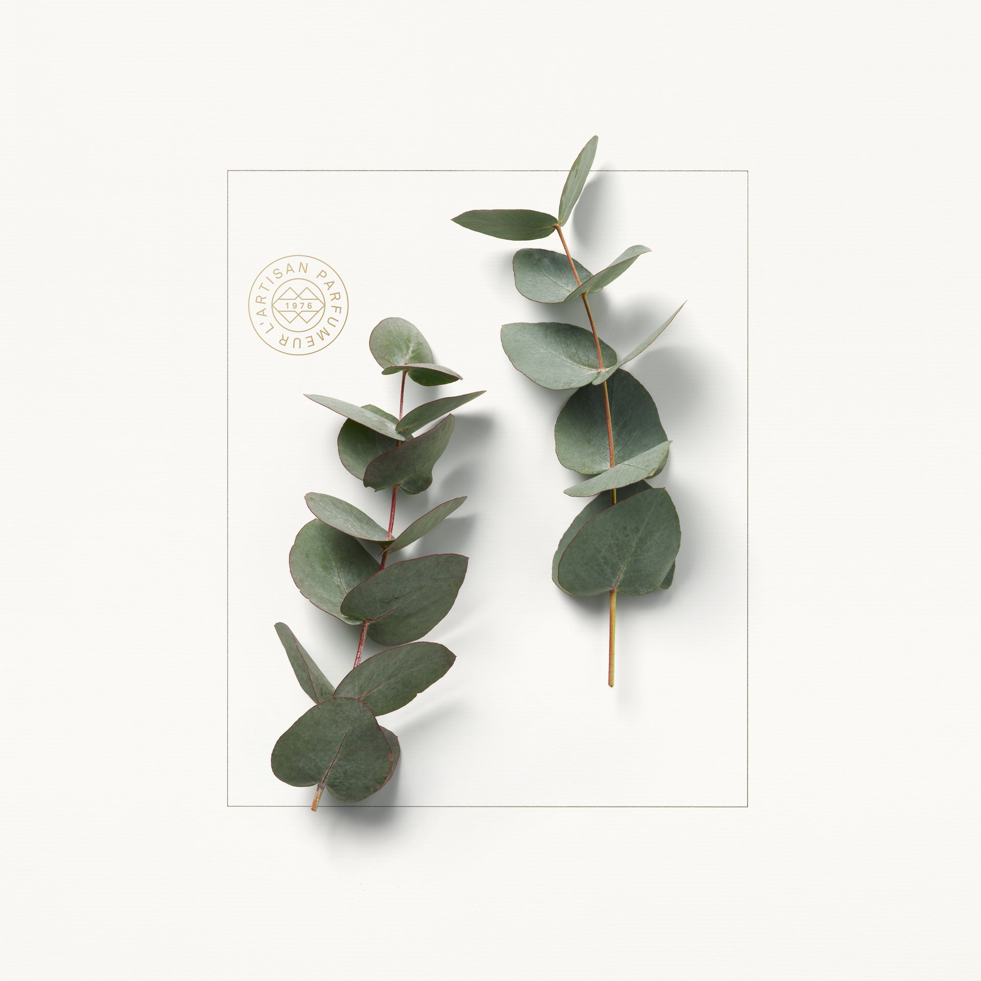 EUCALYPTUS.jpg