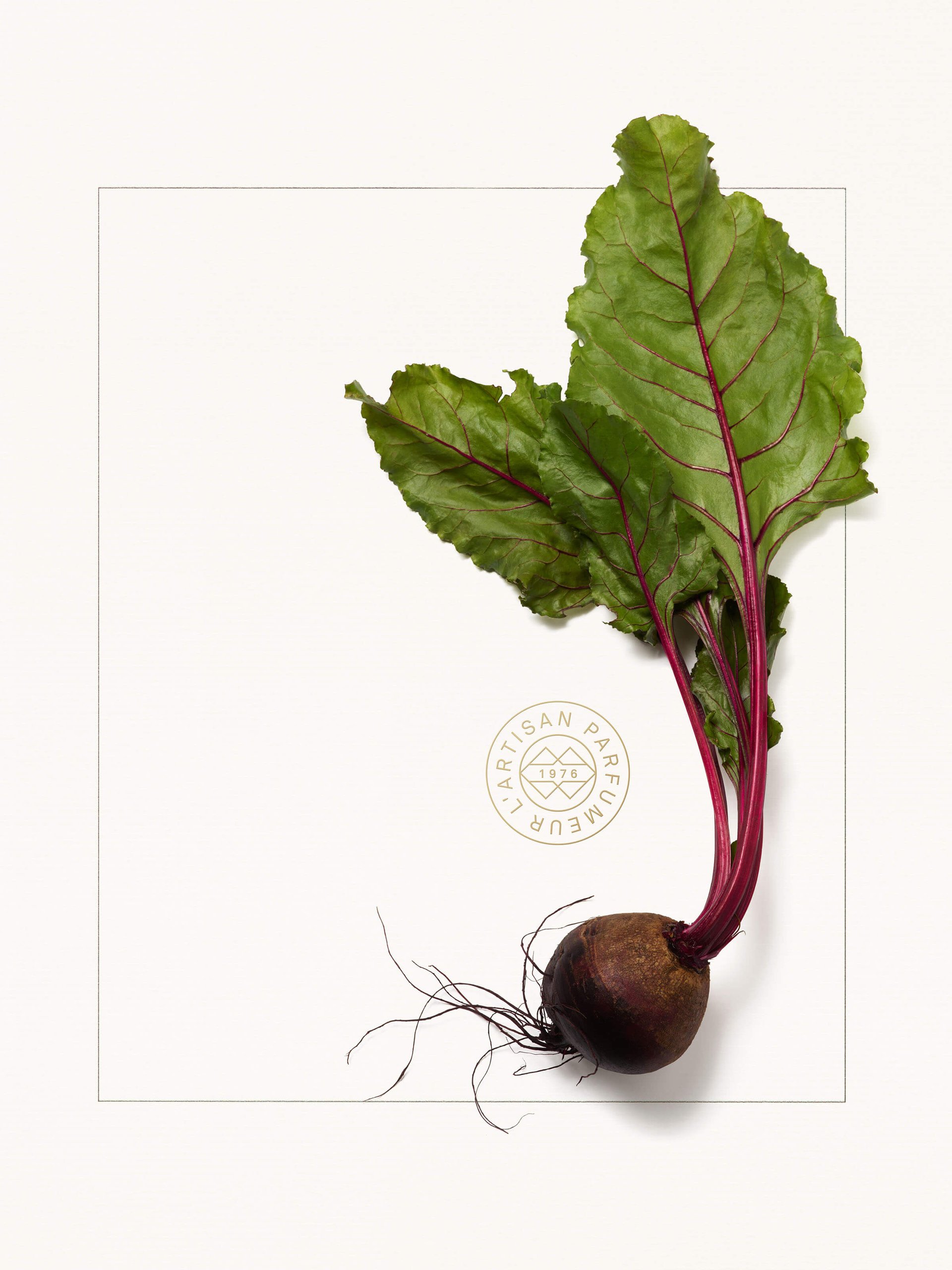 Ingredient_Le_Potager_Article_Thumbnails_2400X3200_Beetroot.jpg