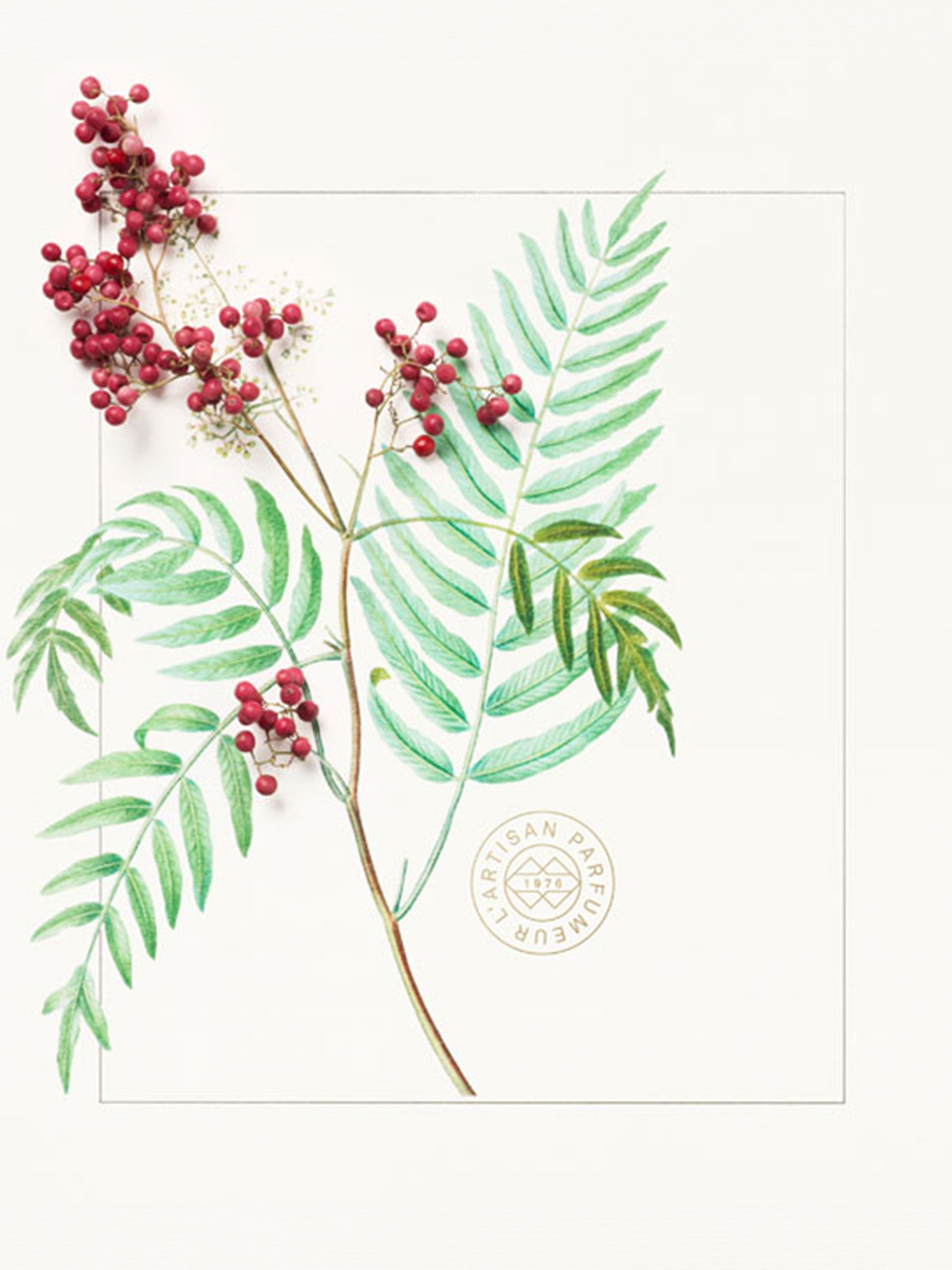 Berries ingridient
