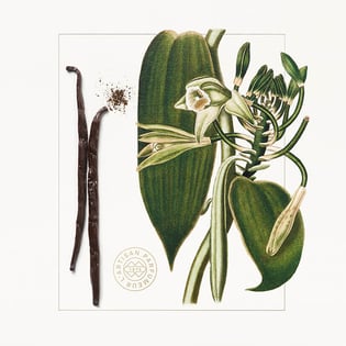 Vanilla | L