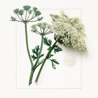 Fou d'Absinthe Eau de Parfum 100ml | L'Artisan Parfumeur US