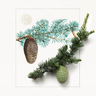 Il Etait Un Bois Eau de Parfum 100ml | L'Artisan Parfumeur US