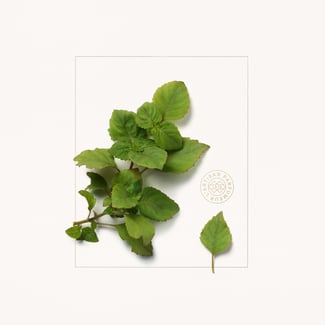 Légendes du Cèdre 1.5ml | L'Artisan Parfumeur