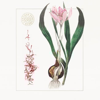 Légendes du Cèdre 1.5ml | L'Artisan Parfumeur