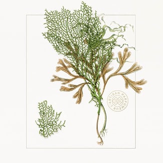 SEAWEED_INGREDIENT_IMAGE