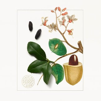 Crepusculum Mirabile Eau de Parfum 75ml | L'Artisan Parfumeur US