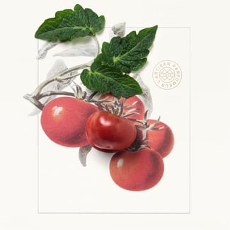 tomato leaf