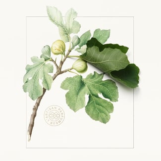fig leaf