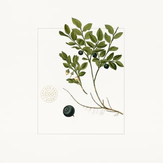 Blueberry-keyingredient