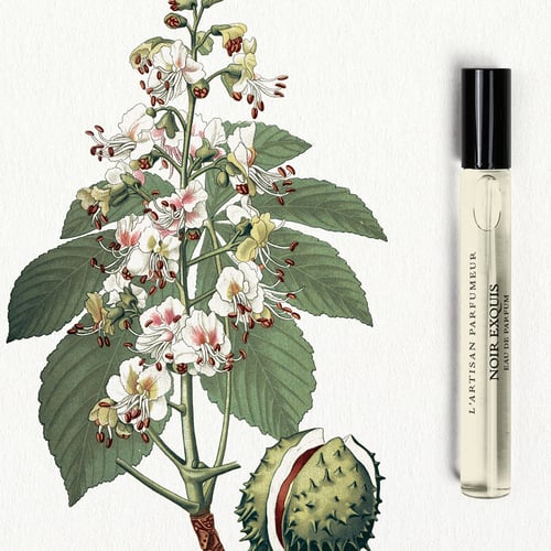 NOIR EXQUIS EDP10ML - LES CUIRS REPACK21