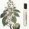 NOIR EXQUIS EDP10ML - LES CUIRS REPACK21