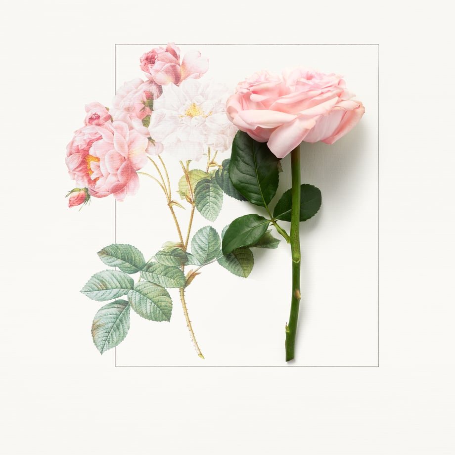 ROSE_1980x1980.jpg