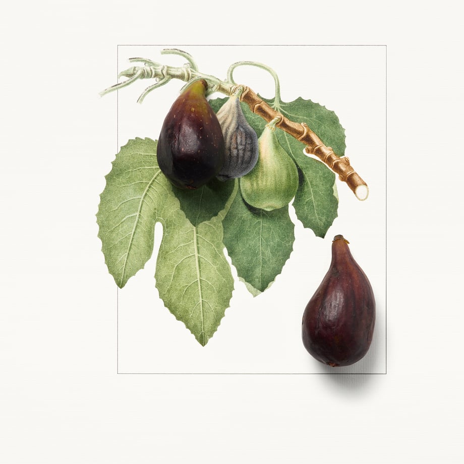 FIG_1980x1980.jpg